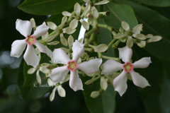 Cerbera manghas